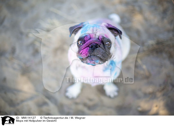 Mops mit Holipulver im Gesicht / MW-14127