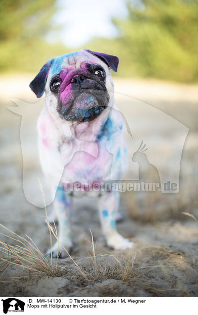 Mops mit Holipulver im Gesicht / Pug with holi powder on the face / MW-14130