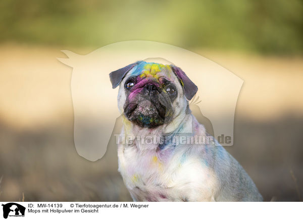 Mops mit Holipulver im Gesicht / Pug with holi powder on the face / MW-14139