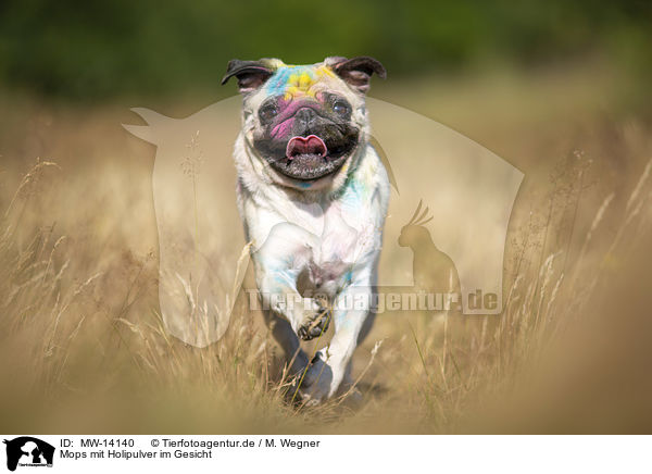 Mops mit Holipulver im Gesicht / Pug with holi powder on the face / MW-14140