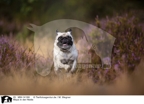 Mops in der Heide / pug in the heather / MW-14166