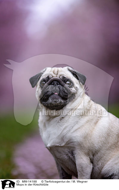 Mops in der Kirschblte / Pug in the cherry blossom / MW-14188