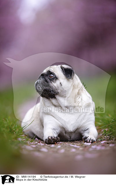 Mops in der Kirschblte / Pug in the cherry blossom / MW-14194