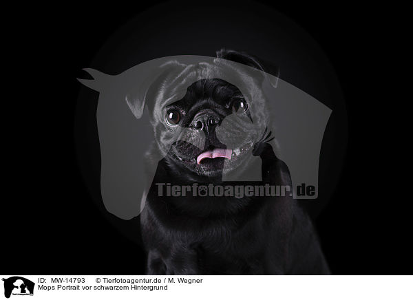 Mops Portrait vor schwarzem Hintergrund / MW-14793