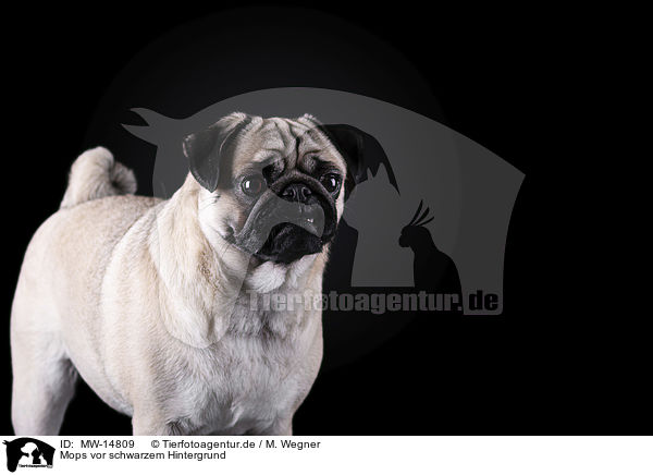 Mops vor schwarzem Hintergrund / pug in front of black background / MW-14809
