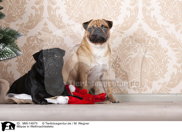 Mpse in Weihnachtsdeko / pugs in christmas decoration / MW-14870