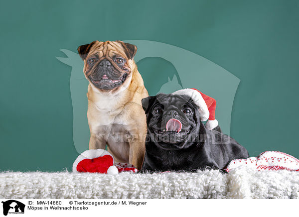 Mpse in Weihnachtsdeko / pugs in christmas decoration / MW-14880