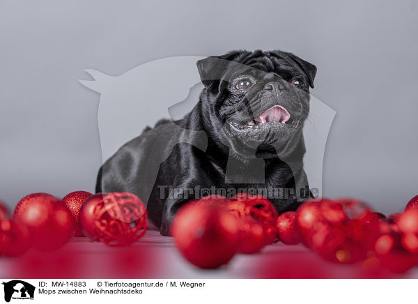 Mops zwischen Weihnachtsdeko / pug between christmas decoration / MW-14883