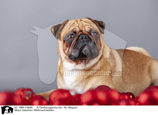 Mops zwischen Weihnachtsdeko / pug between christmas decoration / MW-14886