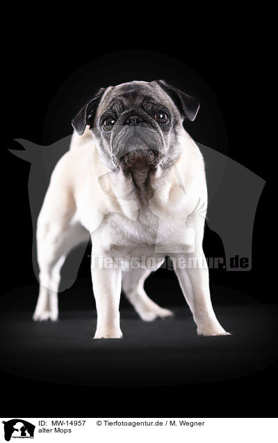 alter Mops / old pug / MW-14957