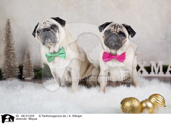 sitzende  Mpse / sitting Pugs / AE-01244