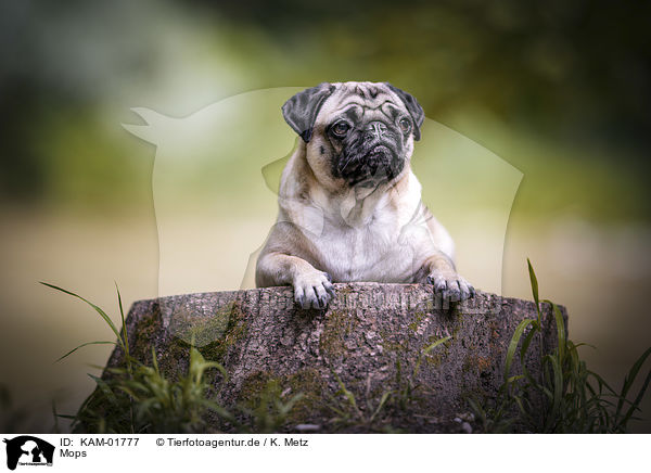 Mops / Pug / KAM-01777