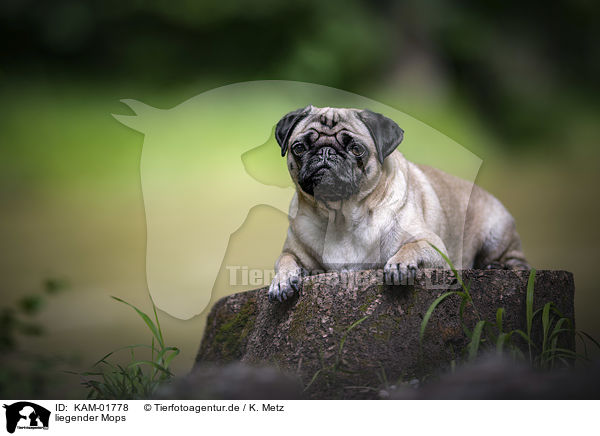 liegender Mops / lying Pug / KAM-01778