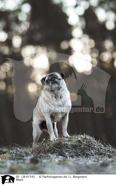 Mops / pug / LB-01743