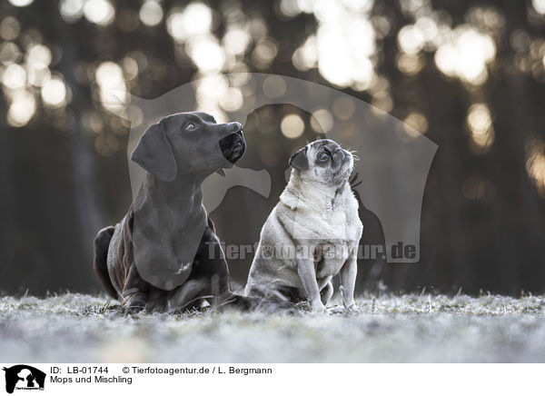 Mops und Mischling / Pug and mongrel / LB-01744