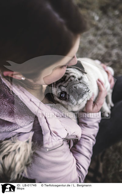 Mops / pug / LB-01746