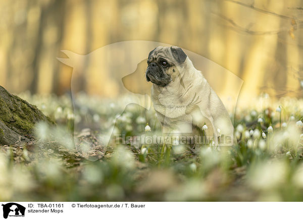 sitzender Mops / sitting pug / TBA-01161