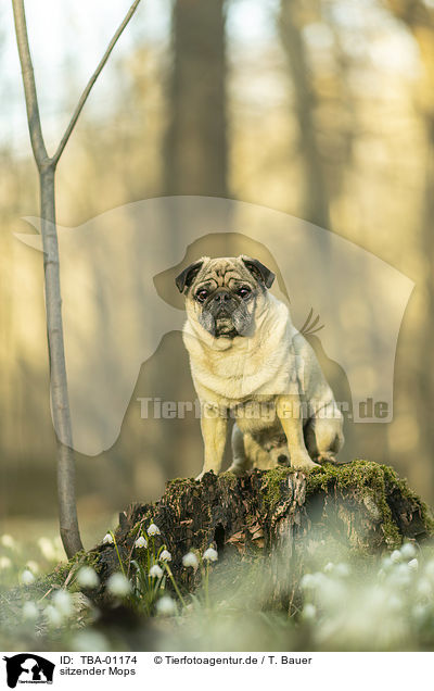 sitzender Mops / sitting pug / TBA-01174