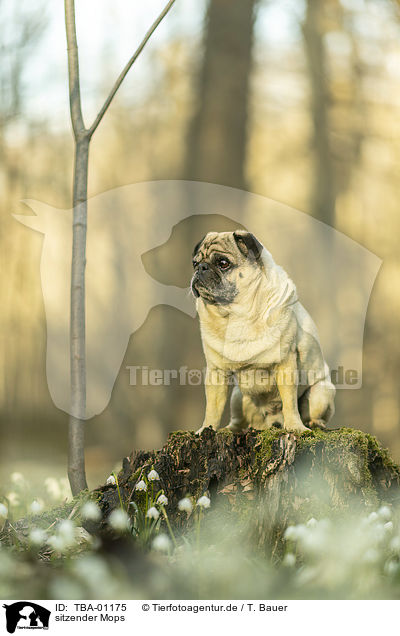 sitzender Mops / sitting pug / TBA-01175