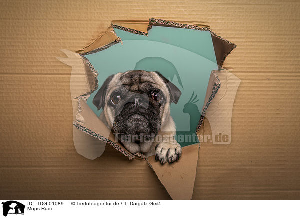 Mops Rde / male pug / TDG-01089