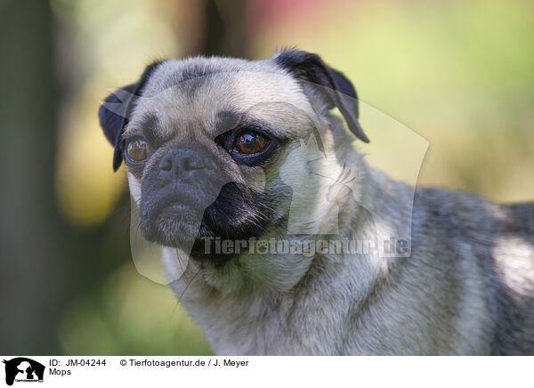 Mops / pug / JM-04244