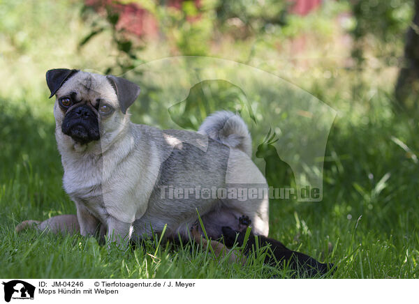Mops Hndin mit Welpen / female Pug with puppies / JM-04246
