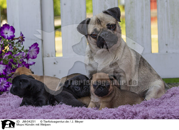 Mops Hndin mit Welpen / female Pug with puppies / JM-04251