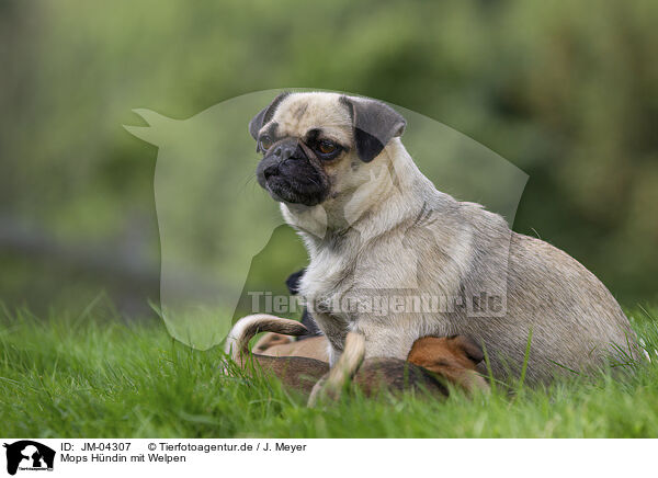 Mops Hndin mit Welpen / female Pug with puppies / JM-04307