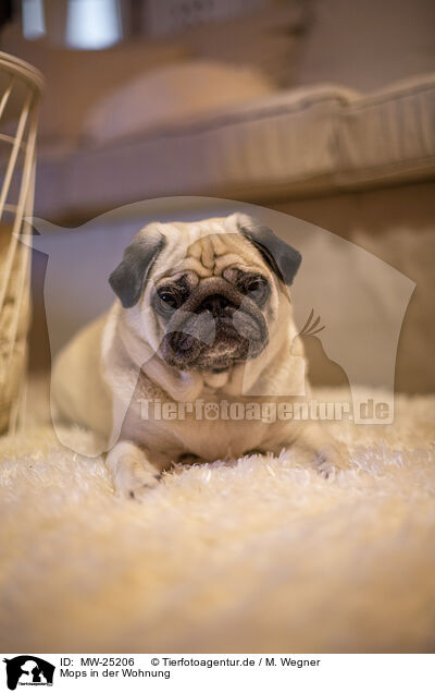 Mops in der Wohnung / Pug in the apartment / MW-25206