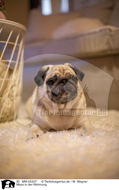 Mops in der Wohnung / Pug in the apartment / MW-25207