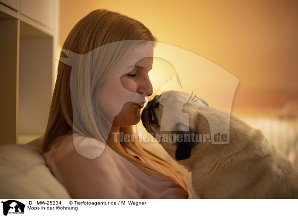 Mops in der Wohnung / Pug in the apartment / MW-25234