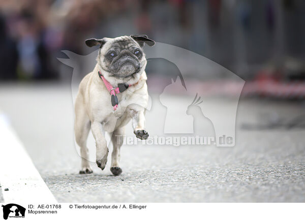 Mopsrennen / pug race / AE-01768