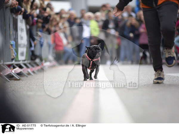 Mopsrennen / pug race / AE-01775