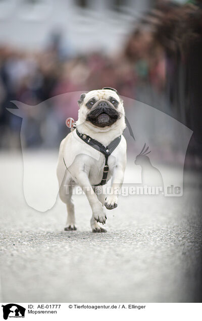 Mopsrennen / pug race / AE-01777
