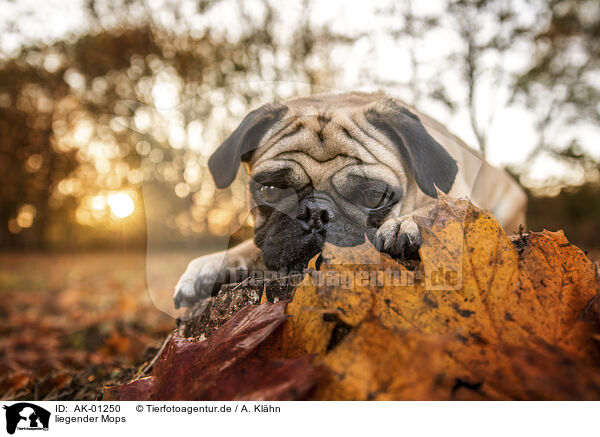 liegender Mops / lying pug / AK-01250