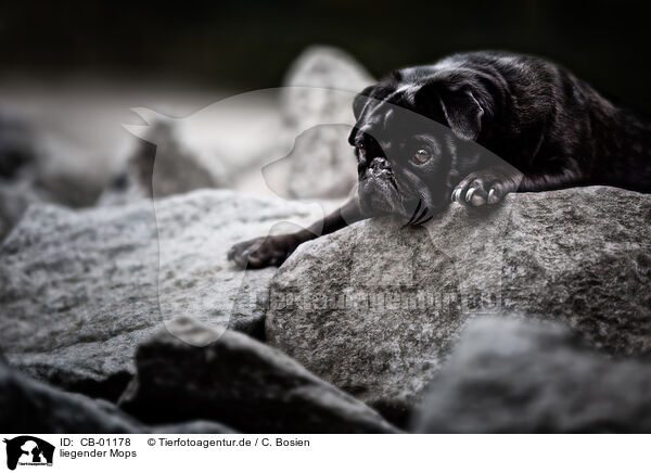 liegender Mops / lying pug / CB-01178