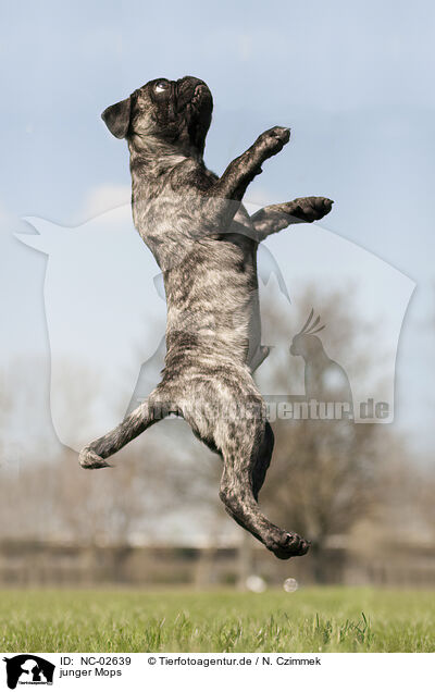 junger Mops / young pug / NC-02639