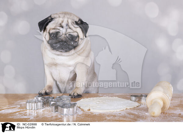 Mops Hndin / female pug / NC-02888
