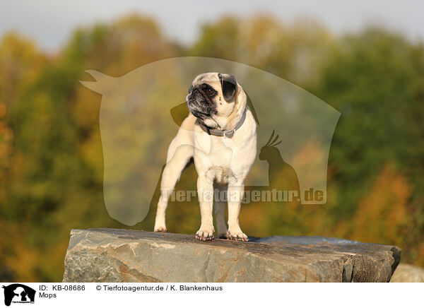 Mops / pug / KB-08686