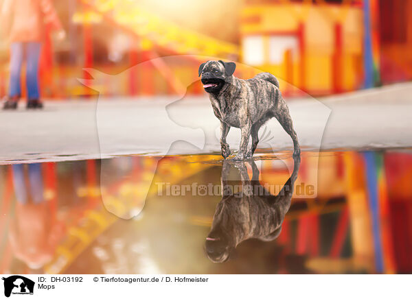 Mops / pug / DH-03192