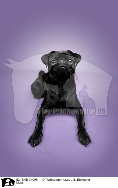 Mops / pug / SAB-01096