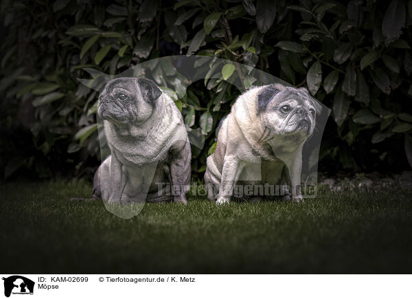 Mpse / pugs / KAM-02699