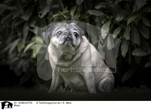 Mops / pug / KAM-02700