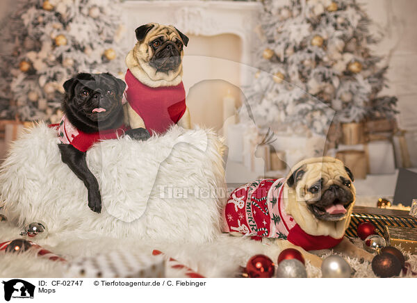 Mops / Pug / CF-02747