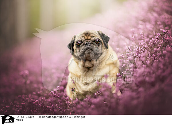 Mops / Pug / CF-03396