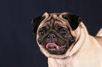 Mops im Portrait