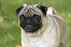 Mops im Portrait