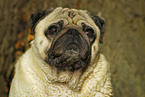 Mops Portrait