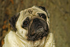 Mops Portrait