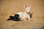 Mops und Bullterrier